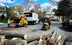 Professional Tree Removal in Englewood, TN