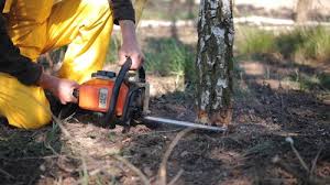 Best Tree Health Inspection  in Englewood, TN
