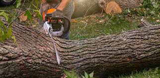 Best Palm Tree Trimming  in Englewood, TN