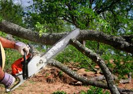 Best Stump Grinding and Removal  in Englewood, TN