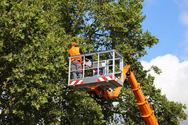Best Utility Line Clearance  in Englewood, TN