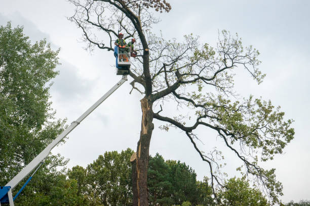 Best Tree Cabling and Bracing  in Englewood, TN