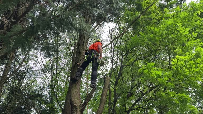 Best Tree and Shrub Care  in Englewood, TN