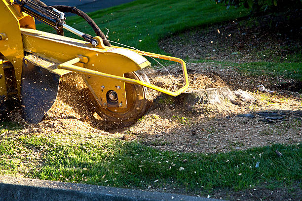 Lawn Renovation and Restoration in Englewood, TN