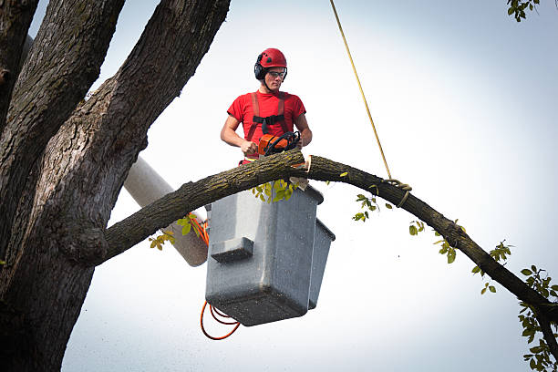 Best Tree Maintenance Programs  in Englewood, TN