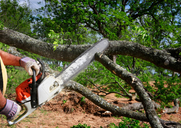 Best Weed Control  in Englewood, TN