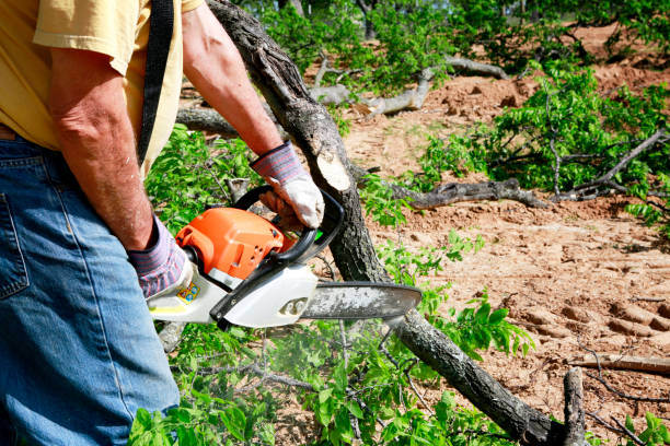 Best Emergency Tree Removal  in Englewood, TN